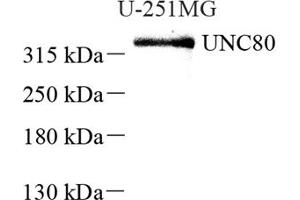Western blot analysis of UNC80 (ABIN7076151),at dilution of 1: 2000 (UNC80 抗体)