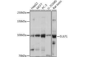 Western blot analysis of extracts of various cell lines, using SULF1 Rabbit pAb (ABIN6128783, ABIN6148697, ABIN6148698 and ABIN6217919) at 1:1000 dilution. (SULF1 抗体  (AA 400-700))
