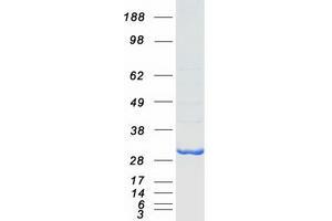 Western Blotting (WB) image for Bridging Integrator 3 (BIN3) protein (Myc-DYKDDDDK Tag) (ABIN2715273)