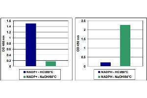 NADP+/NADPH Detection. (NADP+/NADPH Assay Kit)