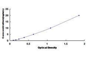 FYN Oncogene Related To SRC, FGR, YES (FYN) ELISA Kit