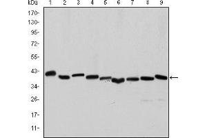 Western blot analysis using ACTA2 mouse mAb against Hela (1), A431 (2), Jurkat (3), K562 (4), HEK293 (5), HepG2 (6), NIH/3T3 (7), PC-12 (8) and Cos7 (9) cell lysate. (Smooth Muscle Actin 抗体)
