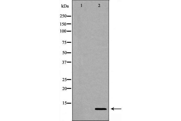 Gastrin 抗体  (C-Term)