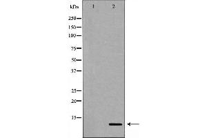 Western blot analysis of Gastrin expression in NIH/3T3 cell extract. (Gastrin 抗体  (C-Term))