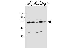 All lanes : Anti-SCXA Antibody (C-term) at 1:1000 dilution Lane 1: HACAT whole cell lysate Lane 2: U-2OS whole cell lysate Lane 3: MCF-7 whole cell lysate Lane 4: T47D whole cell lysate Lane 5: PC-3 whole cell lysate Lysates/proteins at 20 μg per lane. (SCXA 抗体  (C-Term))