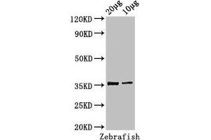 Western Blot Positive WB detected in: Zebrafish tissue 20 μg, 10 μg All lanes: tal1 antibody at 3 μg/mL Secondary Goat polyclonal to rabbit IgG at 1/50000 dilution Predicted band size: 36, 23 kDa Observed band size: 36 kDa (TAL1 抗体  (AA 1-324))