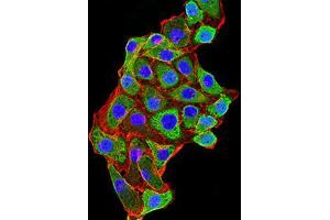 Immunofluorescence analysis of MCF-7 cells using KDM1A mouse mAb (green).