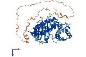 CHEK1 Protein (AA 1-476) (His tag)