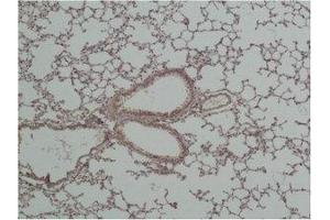 Immunohistochemical analysis of paraffin-embedded Mouse Lung Tissue using GSK3β Polyclonal Antibody. (GSK3 beta 抗体)