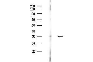 anti-Olfactory Receptor 1C1 (OR1C1) (C-Term) antibody