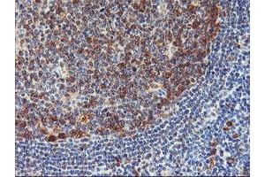 Image no. 2 for anti-Neurolysin (Metallopeptidase M3 Family) (NLN) antibody (ABIN1499710) (NLN 抗体)
