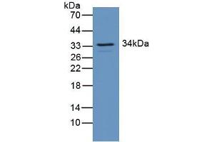 Figure. (RGS4 抗体  (AA 38-205))