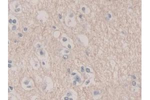 Detection of UCRP in Human Cerebrum Tissue using Polyclonal Antibody to Ubiquitin Cross Reactive Protein (UCRP) (CLRN1 Antisense RNA 1 (CLRN1-AS1) (AA 2-157) 抗体)