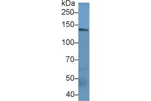 Western Blotting (WB) image for anti-Neurofilament Triplet M Protein (NEFM) (AA 105-287) antibody (ABIN7433474)