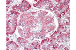 Anti-PDIA2 antibody IHC of human pancreas. (PDIA2 抗体  (AA 477-489))