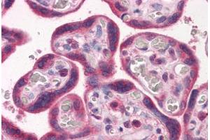 Anti-VEGFR-1 antibody IHC staining of human placenta. (FLT1 抗体  (AA 1251-1338))