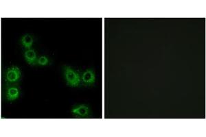 Immunofluorescence analysis of MCF-7 cells, using MRGX3 antibody. (MRGPRX3 抗体  (Internal Region))