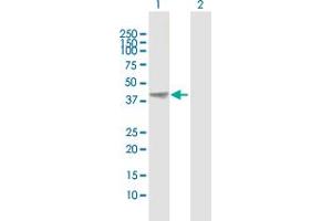 Western Blotting (WB) image for anti-Activator of HSP90 ATPase Activity 1 (AHSA1) (AA 1-338) antibody (ABIN524019)