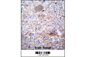 PCDHA7 Antibody immunohistochemistry analysis in formalin fixed and paraffin embedded human brain tissue followed by peroxidase conjugation of the secondary antibody and DAB staining. (PCDHA7 抗体  (AA 272-300))
