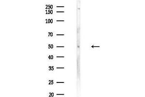 Western blot analysis of lysates from HUVEC cells, using GH4 Antibody at 1/1000 dilution.