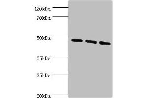 Western blot All lanes: WIPI1 antibody at 6 μg/mL Lane 1: 293T whole cell lysate Lane 2: NIH/3T3 whole cell lysate Lane 3: Mouse skeletal muscle tissue Secondary Goat polyclonal to rabbit IgG at 1/10000 dilution Predicted band size: 49 kDa Observed band size: 49 kDa (WIPI1 抗体  (AA 187-446))