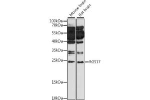 Western blot analysis of extracts of various cell lines, using RGS17 antibody (ABIN7269896) at 1:1000 dilution. (RGS17 抗体  (AA 45-130))