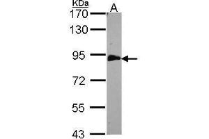 Western Blotting (WB) image for anti-Echinoderm Microtubule Associated Protein Like 1 (EML1) (C-Term) antibody (ABIN2854673)