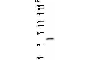 Western Blotting (WB) image for anti-Thyroid Hormone Receptor, alpha (THRA) antibody (ABIN931176)