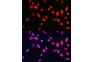 Immunofluorescence analysis of NIH-3T3 cells using MonoMethyl-Histone H2B-K5 antibody (ABIN7267735) at dilution of 1:100. (Histone H2B 抗体  (meLys5))