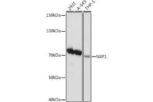 Western blot analysis of extracts of various cell lines, using NXF1 Rabbit mAb (ABIN7269023) at 1:1000 dilution. (NXF1 抗体)
