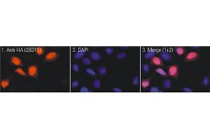 Immunofluorescence (IF) image for anti-HA-Tag antibody (ABIN1107479) (HA-Tag 抗体)