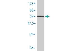 Western Blotting (WB) image for anti-Protein Phosphatase 1, Catalytic Subunit, gamma Isoform (PPP1CC) (AA 1-323) antibody (ABIN562347)