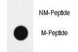 Dot blot analysis of H4 antibody (Methyl 2/methylation-specific). (HIST1H4A 抗体  (meLys20))