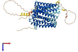 SLC40A1 Protein (AA 1-570) (His tag)
