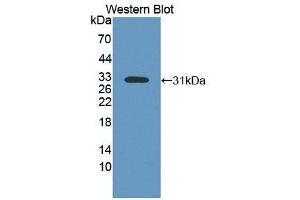 Detection of Recombinant MSP, Rat using Polyclonal Antibody to Macrophage Stimulating Protein (MSP) (MST1 抗体  (AA 489-716))