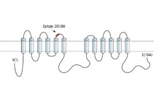 Representative domain view of the target of ABIN7884730.