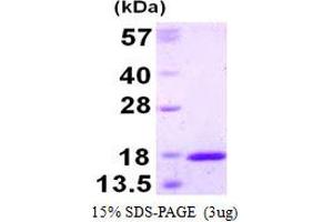 Thioredoxin-Like 4A (TXNL4A) (AA 1-142) protein (His tag)