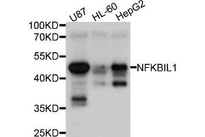 Western blot analysis of extracts of various cell lines, using NFKBIL1 antibody (ABIN4904528) at 1:1000 dilution. (NFKBIL1 抗体)