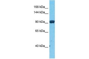 Host:  Rabbit  Target Name:  JADE3  Sample Type:  COLO205 Whole Cell lysates  Antibody Dilution:  1. (PHF16 抗体  (C-Term))