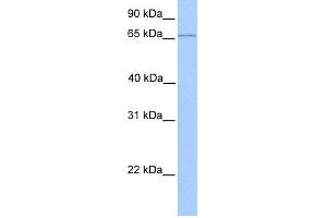 WB Suggested Anti-CLCNKA Antibody Titration:  0. (CLCNKA 抗体  (N-Term))
