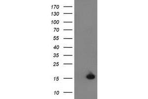Image no. 1 for anti-Ubiquitin-Like 4A (UBL4A) antibody (ABIN1501651)