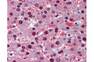 Immunohistochemistry (IHC) image for anti-BMP Binding Endothelial Regulator (BMPER) (AA 501-550) antibody (ABIN6741613)