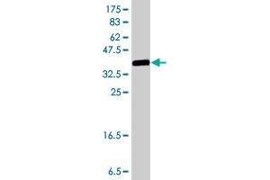 Western Blot detection against Immunogen (37. (ITGA7 抗体  (AA 478-577))