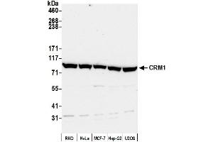 Western Blotting (WB) image for anti-Exportin 1 (XPO1) (C-Term) antibody (ABIN7453427) (XPO1 抗体  (C-Term))