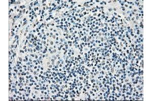 Image no. 9 for anti-P450 (Cytochrome) Oxidoreductase (POR) antibody (ABIN1497744) (POR 抗体)