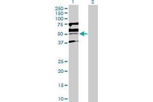 Western Blot analysis of KLF15 expression in transfected 293T cell line by KLF15 MaxPab polyclonal antibody. (KLF15 抗体  (AA 1-416))