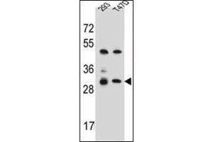 Western blot analysis of OR4P4 Antibody (C-term) in 293, T47D cell line lysates (35ug/lane). (OR4P4 抗体  (C-Term))