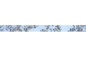 Rabbit Anti-RBM8A Antibody       Paraffin Embedded Tissue:  Human alveolar cell   Cellular Data:  Epithelial cells of renal tubule  Antibody Concentration:   4. (RBM8A 抗体  (N-Term))