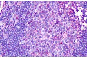Anti-HRH1 / H1 Receptor antibody IHC staining of human tonsil. (HRH1 抗体  (Cytoplasmic Domain))