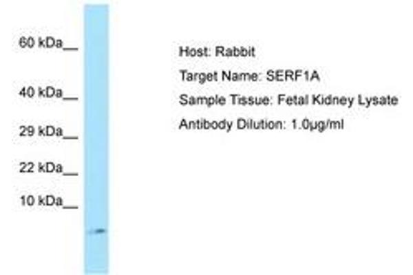 SERF1A 抗体  (C-Term)